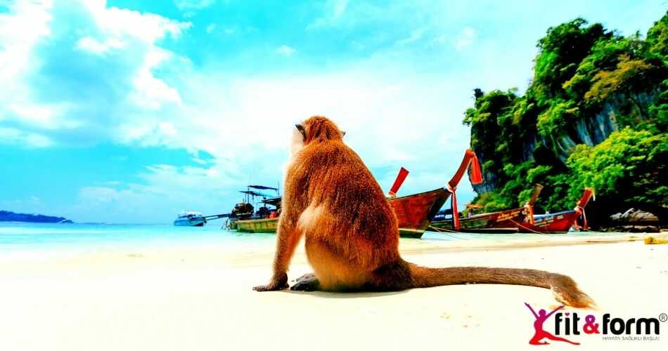 monkey beach