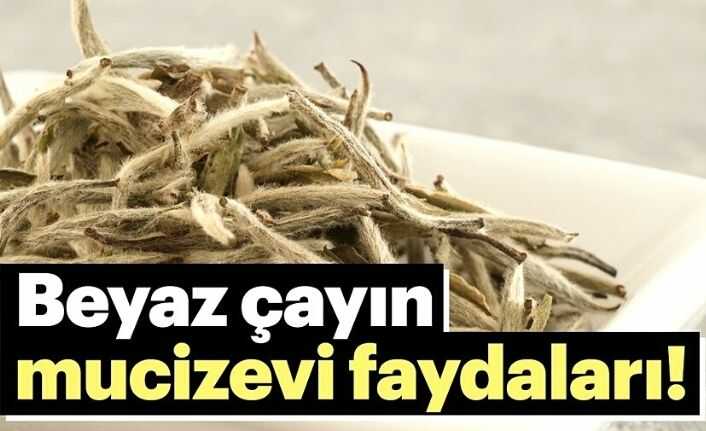 beyaz cay faydalari