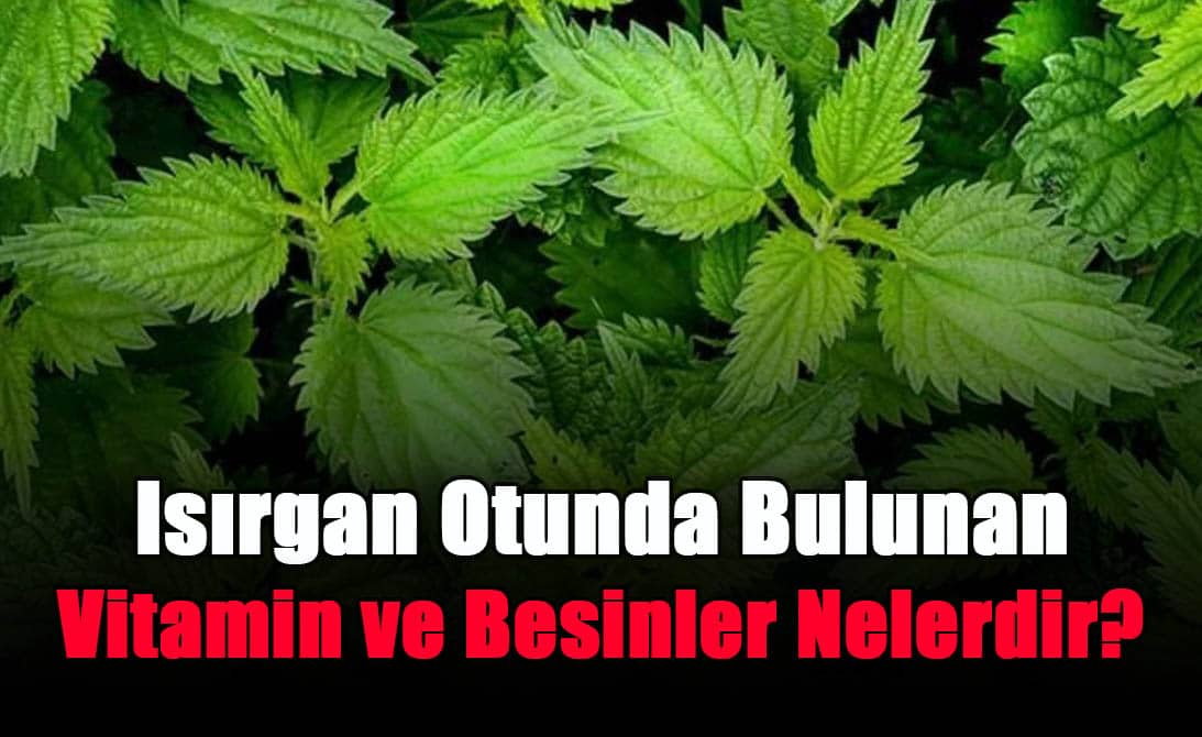 isirgan-otunda-bulunan-vitamin-ve-besinler-nelerdir