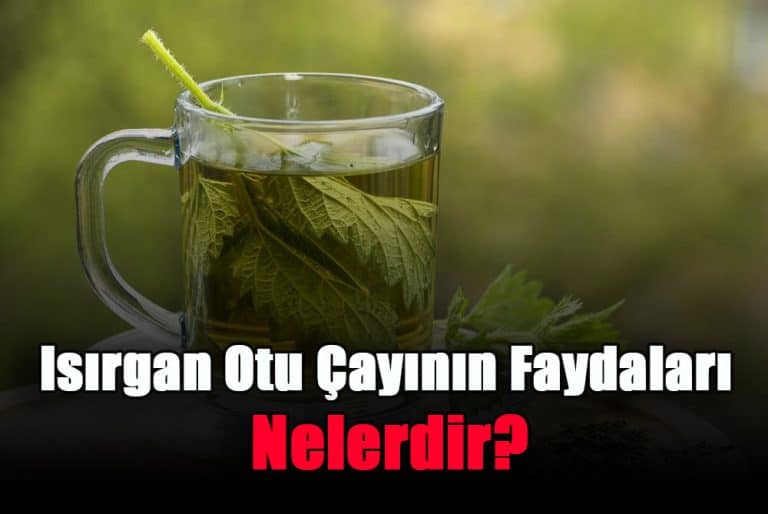 isirgan-otu-cayinin-faydalari-nelerdir