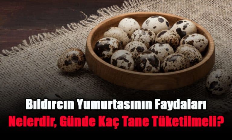 bildircin-yumurtasinin-faydalari-nelerdir-gunde-kac-tane-tuketilmeli