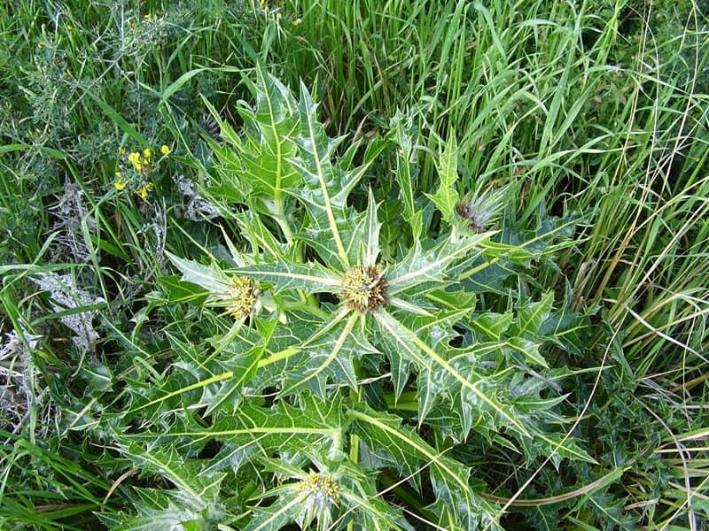 dikenli-kangal-bitkisi (2)