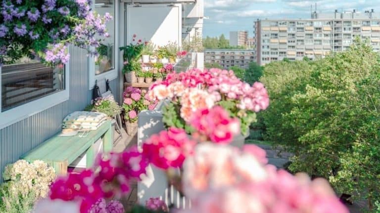 panorami balkonlarda bitki ve çicek bakimi